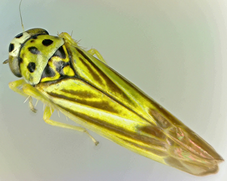 Eupterycyba jucunda.jpg